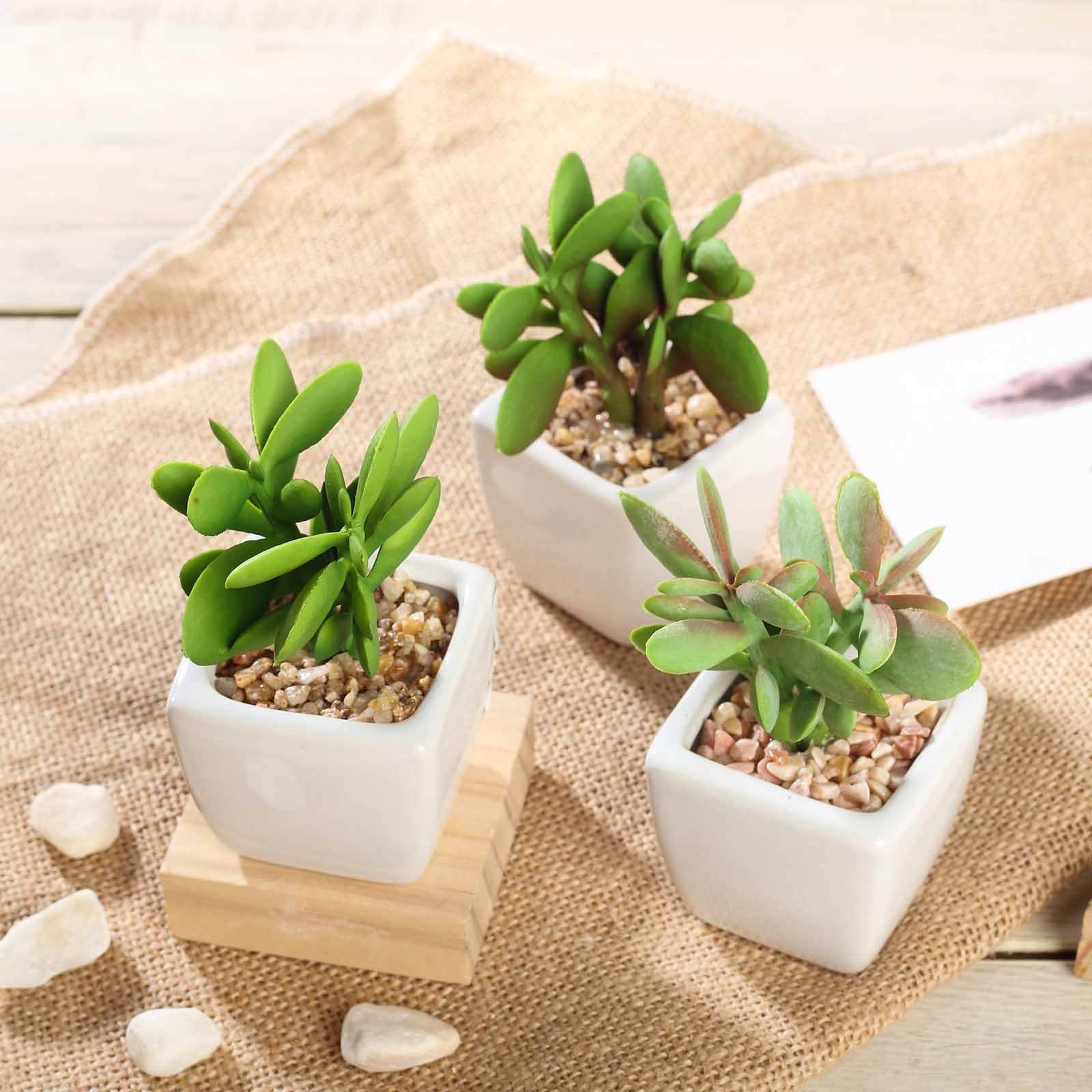 3-pack-mini-jade-artificial-succulents-in-ceramic-pots-3-realistic-maintenance-free-faux-plants-for-bathroom-coffee-table-shelves-desk 3-Pack Mini Jade Artificial Succulents in Ceramic Pots 3 - Realistic Maintenance-Free Faux Plants for Bathroom Coffee Table Shelves & Desk - Image 1