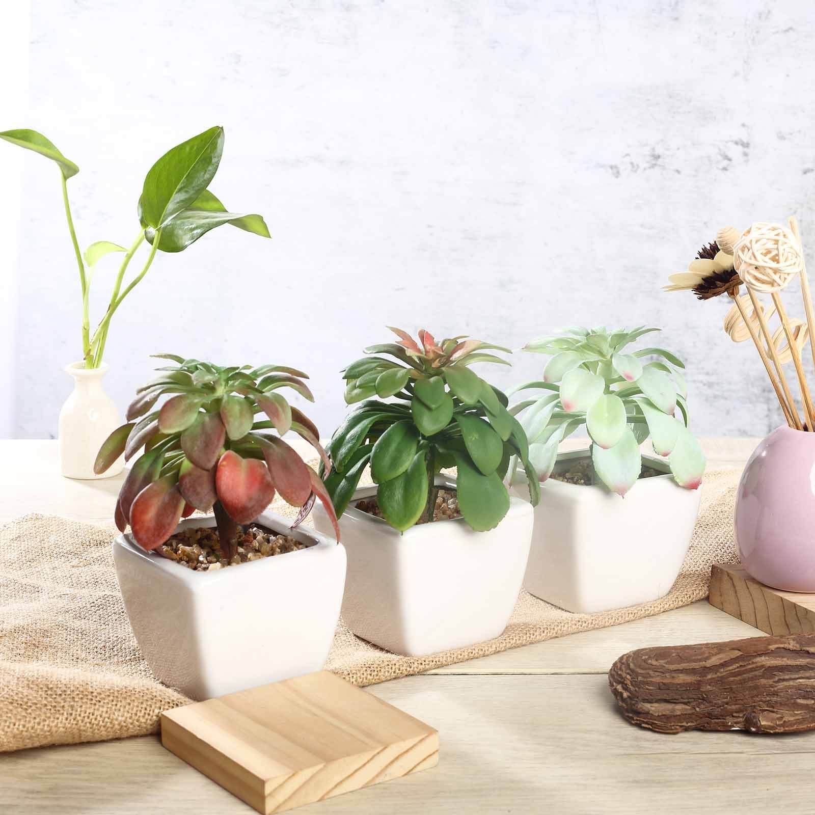 3-pack-minibelle-elegans-grassneri-artificial-succulents-in-ceramic-pot-5-realistic-maintenance-free-faux-plants-for-bathroom-coffee-table-shelves-desk 3-Pack Minibelle, Elegans & Grassneri Artificial Succulents in Ceramic Pot 5 - Realistic Maintenance-Free Faux Plants for Bathroom Coffee Table Shelves & Desk - Image 1