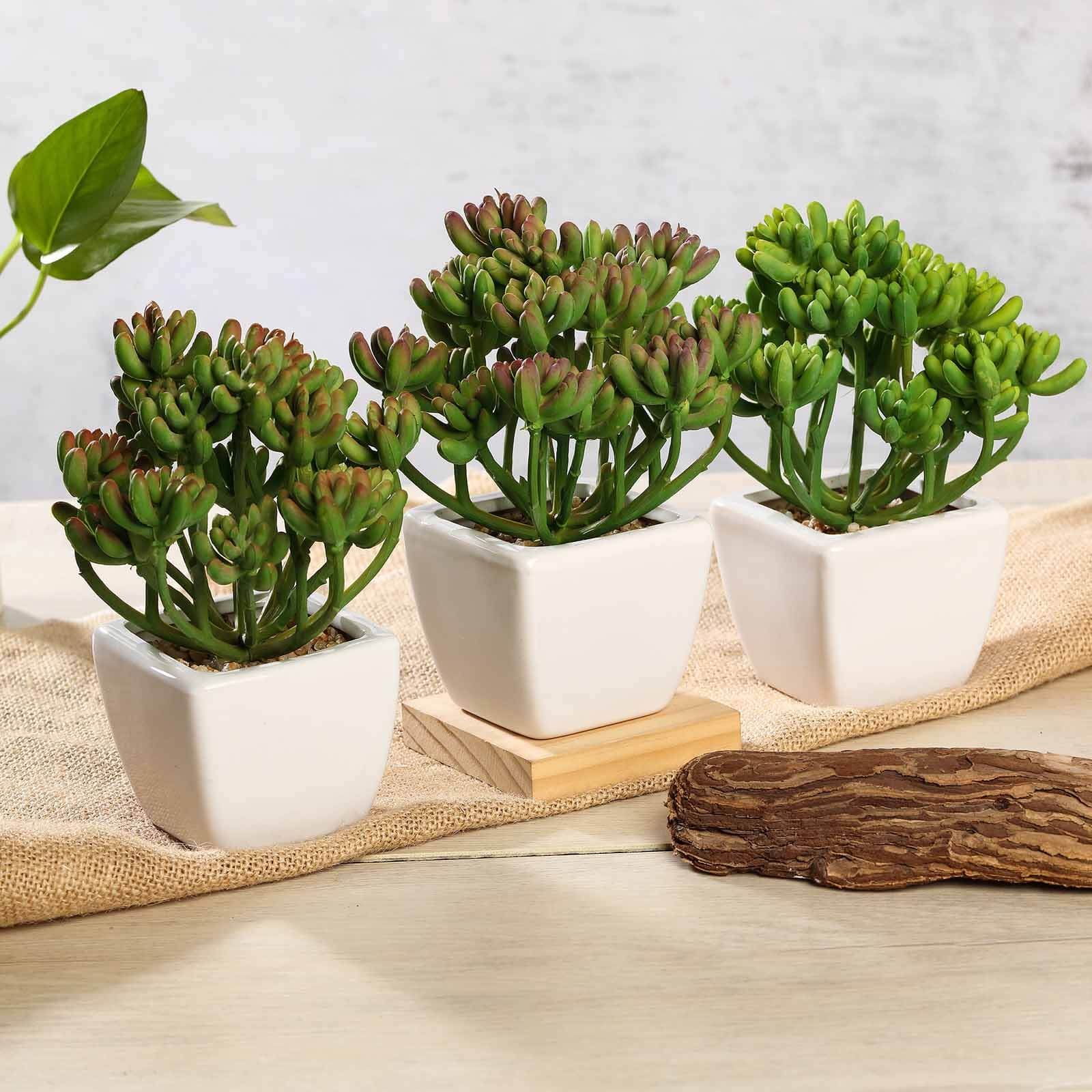 3-pack-stonecrop-artificial-succulents-in-ceramic-pots-7-realistic-maintenance-free-faux-plants-for-bathroom-coffee-table-shelves-desk 3-Pack Stonecrop Artificial Succulents in Ceramic Pots 7 - Realistic Maintenance-Free Faux Plants for Bathroom Coffee Table Shelves & Desk - Image 1